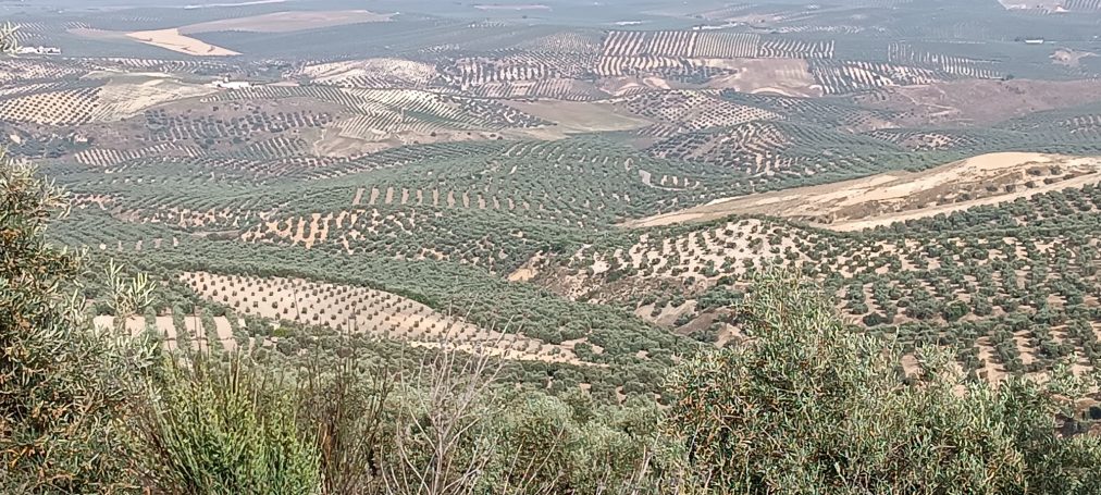 Terreno en venta en Los Hoyos/Marcelo s/n